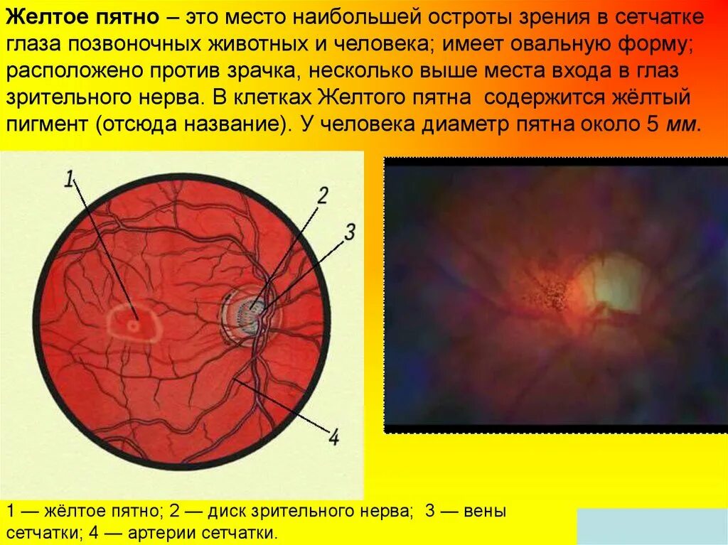 Строение желтого пятна сетчатки