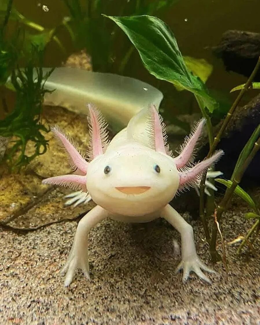аксолотль альбинос. тритон аквариумный аксолотль. тритон аквариумный аксолотль. аквариумный дракончик аксолотль. саламандра аксолотль.