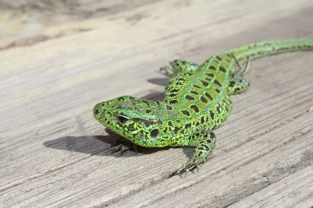 Прыткая ящерица. Зеленая прыткая ящерица. Lacerta Agilis. Ящерица прыткая Грузинская.