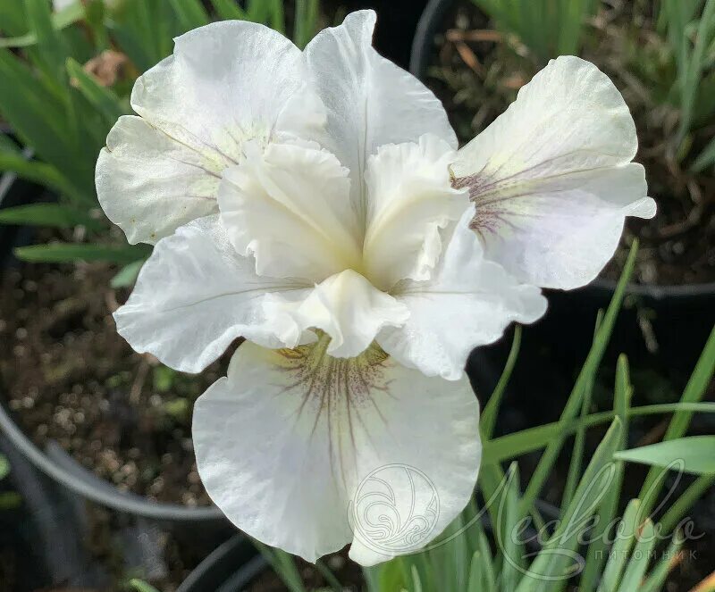 Фотообои ирис. Ирис gala madrid (гала мадрид). Ирис нот квайт уайт. Ирис сибирский нот куайт уайт. Ирис уайт хот.