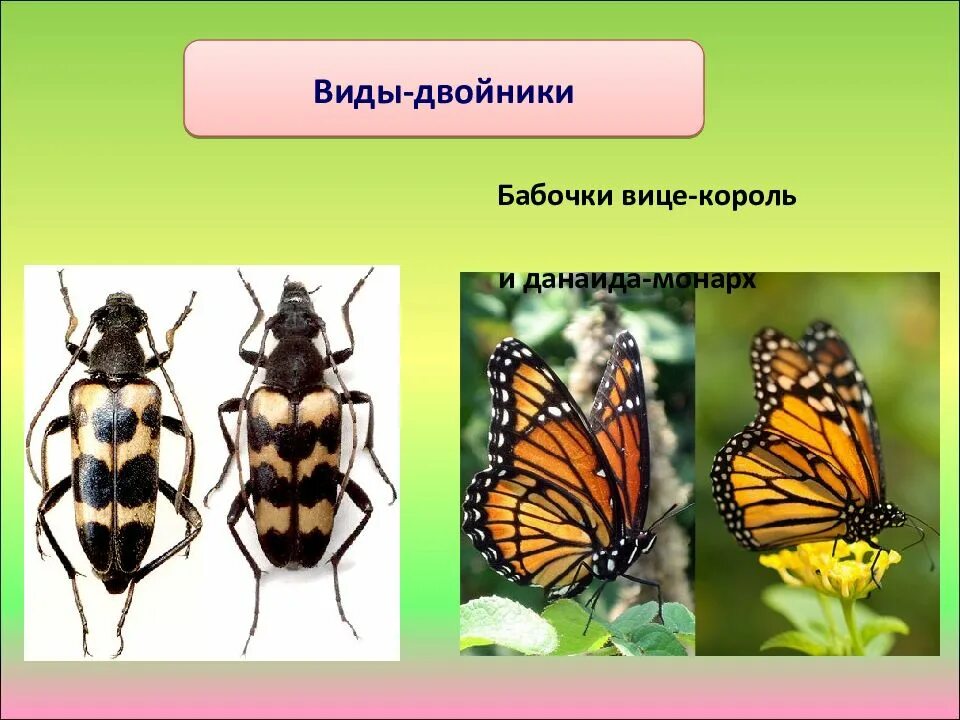 При распознавании видов двойников учитывается