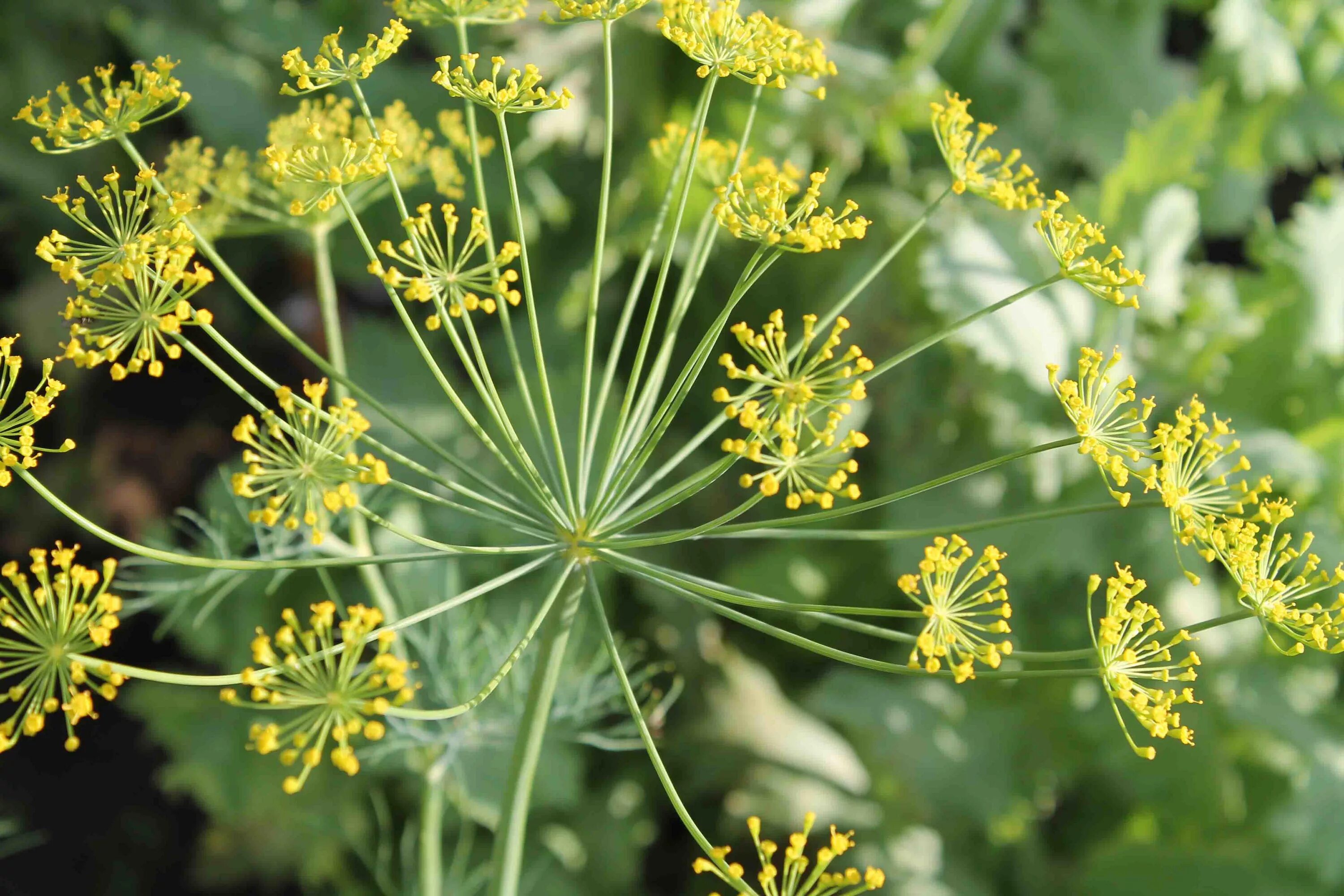 Сельдерейные зонтичные. Фенхель зонтичные. Зонтичные (Umbelliferae(Apiaceae)). Укроп семейства сельдерейные. Цвет укропа