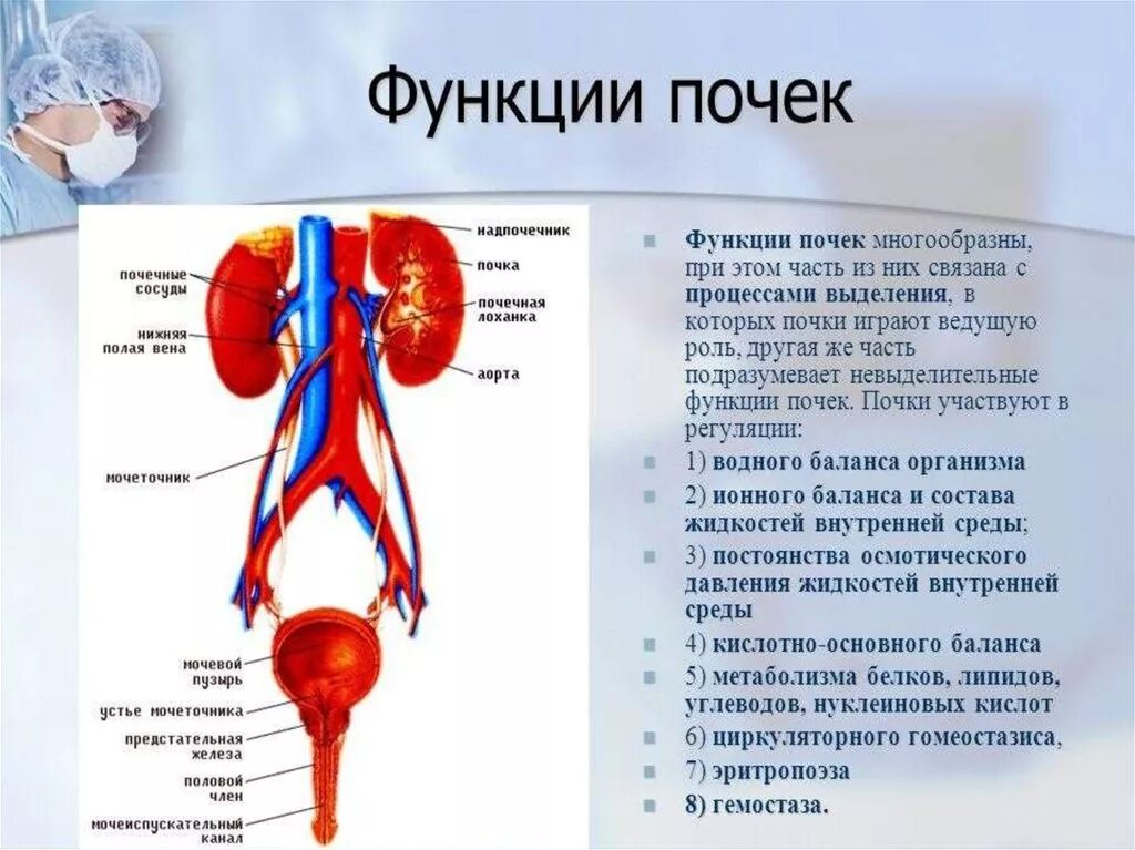 Каковы функции почек. Строение функции почек органы функции. Какова основная функция почек. Роль почек в организме человека. Функции почки человека анатомия.