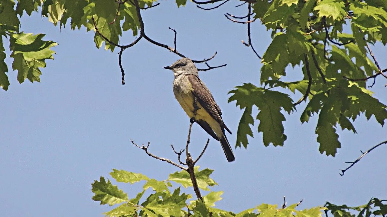 Kind birds. Птица Королевская Синюха. Царская птица. Kingbird.