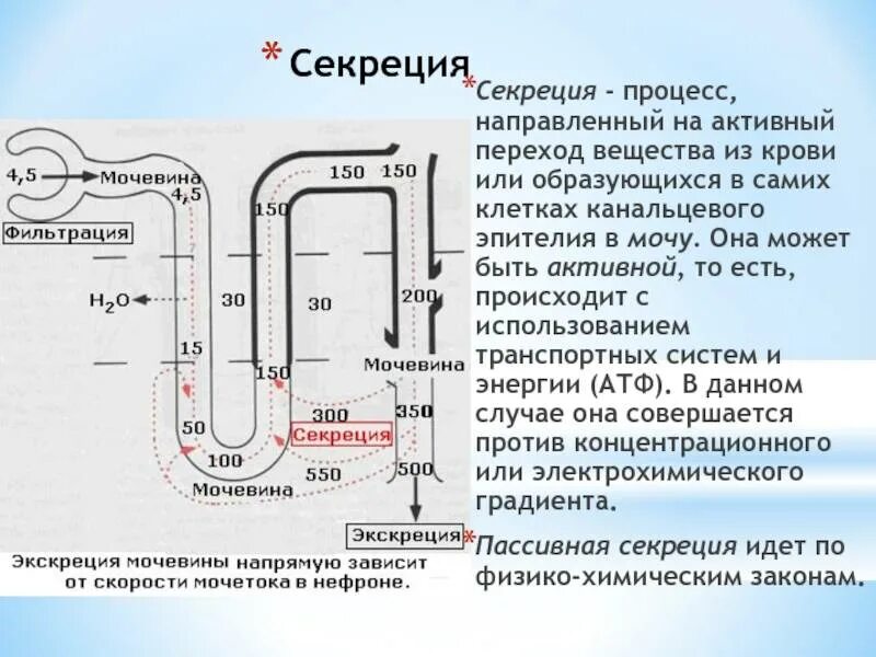 Регуляция реабсорбции воды. Канальцевая реабсорбция физиология. Механизмы канальцевой реабсорбции. Канальцевая реабсорбция схема. В результате реабсорбции образуется