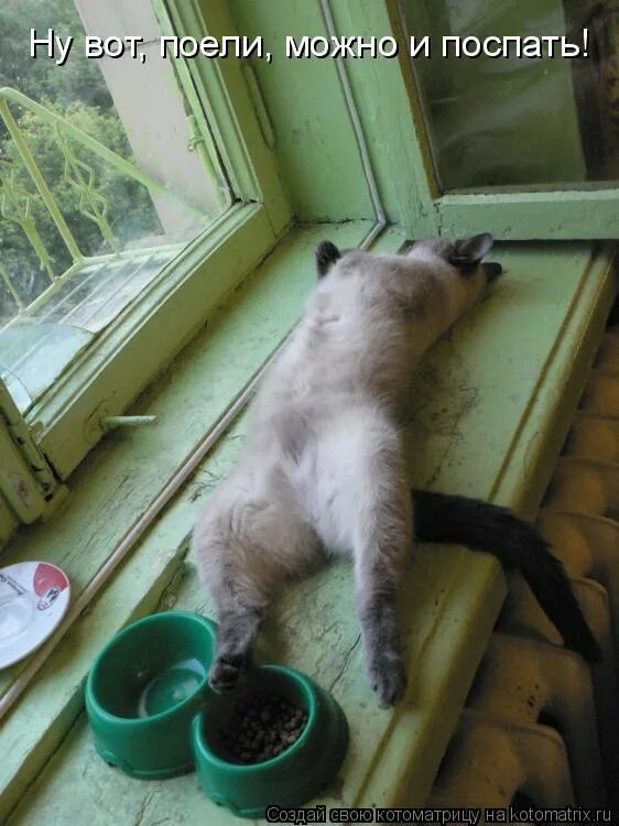поели можно и поспать. поесть поспать. поели теперь можно и поспать картинки. сейчас можно спать. я наелся картинки.