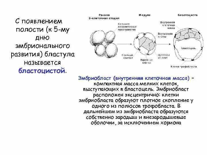 Трофобласт бластоцисты принимает участие в формировании. Бластула эмбриобласт. эмбриогенез человека трофобласт. стадии эмбриогенеза. эмбриональное развитие человека таблица.