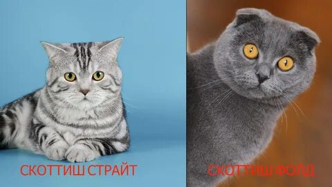 Форум шотландских кошек
