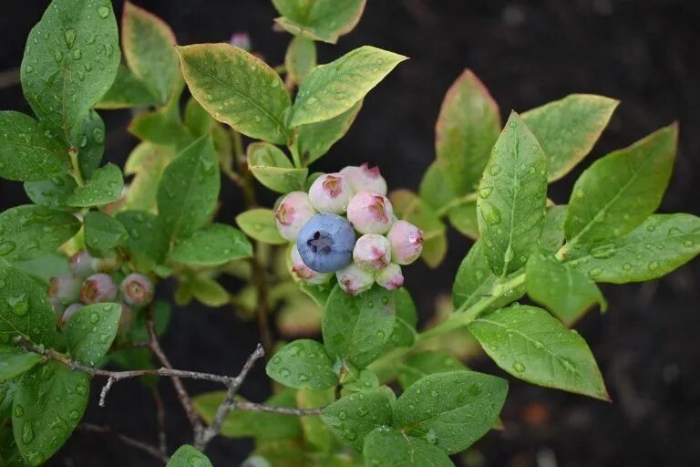 3-in-1 Blueberry Bushes Buying & Growing Guide Trees.com Blueberry bushes, Blueb