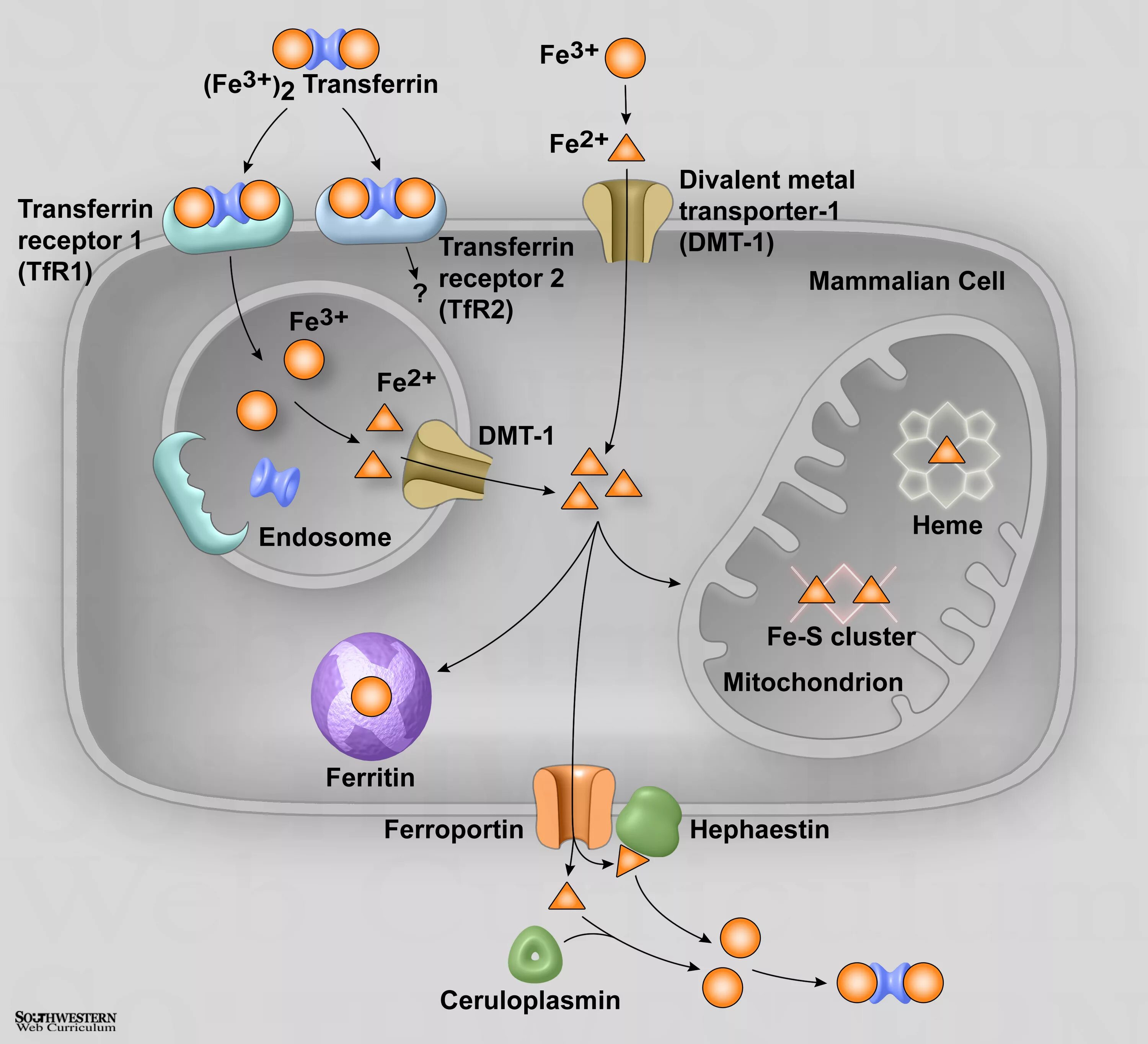 Heme synthesis pathway. Железо фотохимия. Iron synthesis. Iron transport. Эффект трансферрина.