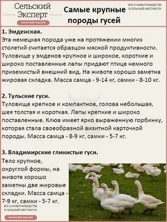 Сколько растет домашний гусь