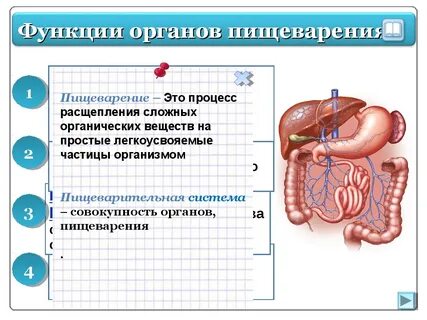 Функции органов пищеварения