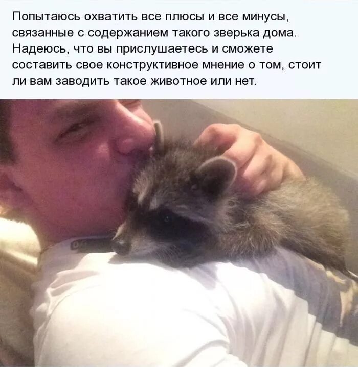 Енот домашний. Домашние еноты плюсы и минусы. Енот в доме плюсы и минусы. Завести енота в домашних условиях