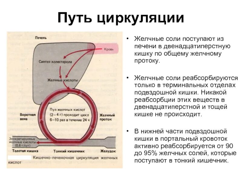 Энтерогепатическая циркуляция желчных кислот. Энтерогепатическая циркуляция желчных кислот схема. Схема энтерогепатической циркуляции желчных кислот биохимия. Схема гепатоэнтеральной циркуляции желчных кислот..