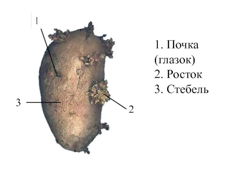 Почки в глазках картофеля. Клубень картофеля глазки почки. Строение клубня картофеля. Строение клубня картофеля почки. Почки Глазков картофеля.