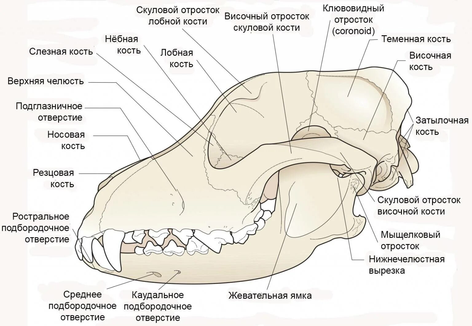 Лицевой и мозговой отделы черепа животного. Скелет головы собаки анатомия. Мыщелковый отросток нижней челюсти. Строение лицевого отдела черепа млекопитающих.