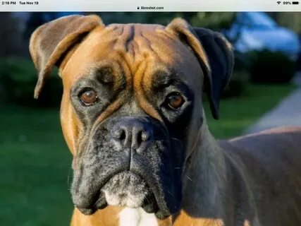 T t t t face dog