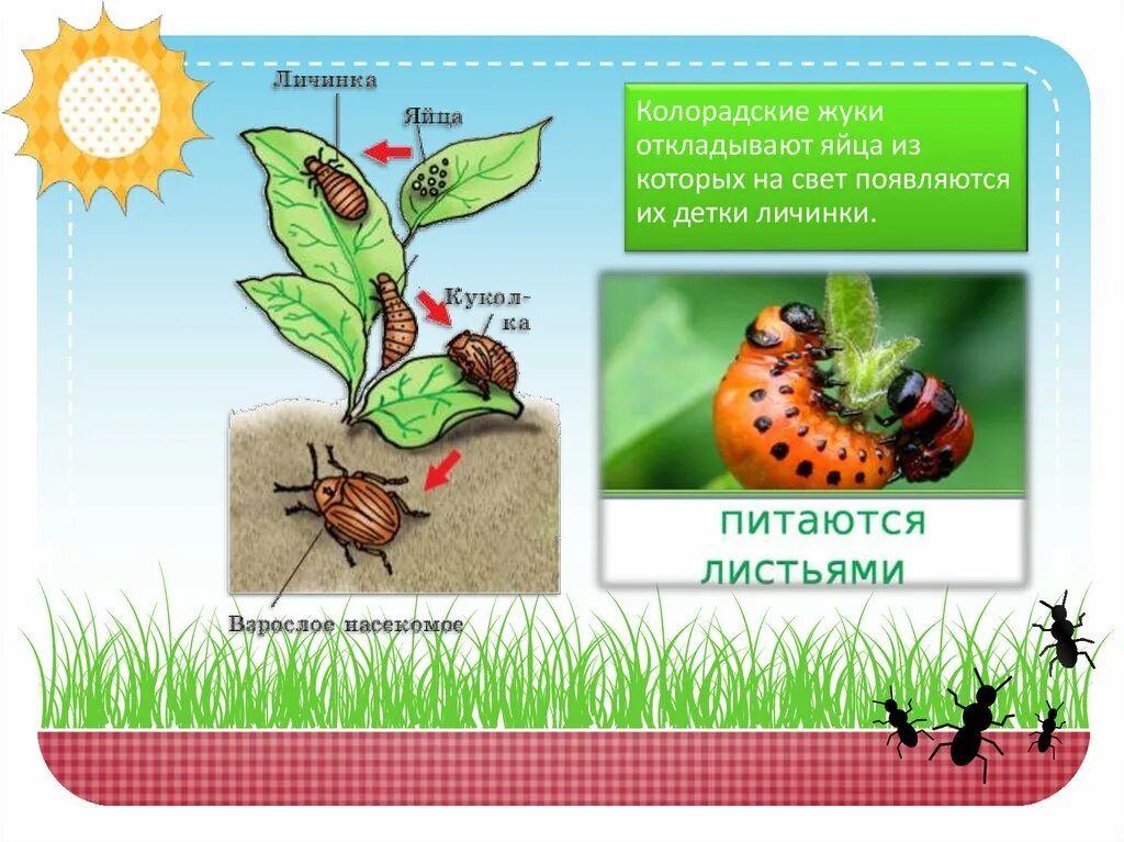 Для жука характерно развитие. Развитие колорадского жука от личинки до. Личинка жука колорадского жука. Колорадский Жук презентация. Яйца и личинки колорадского жука.