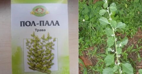 Сбор пол пола
