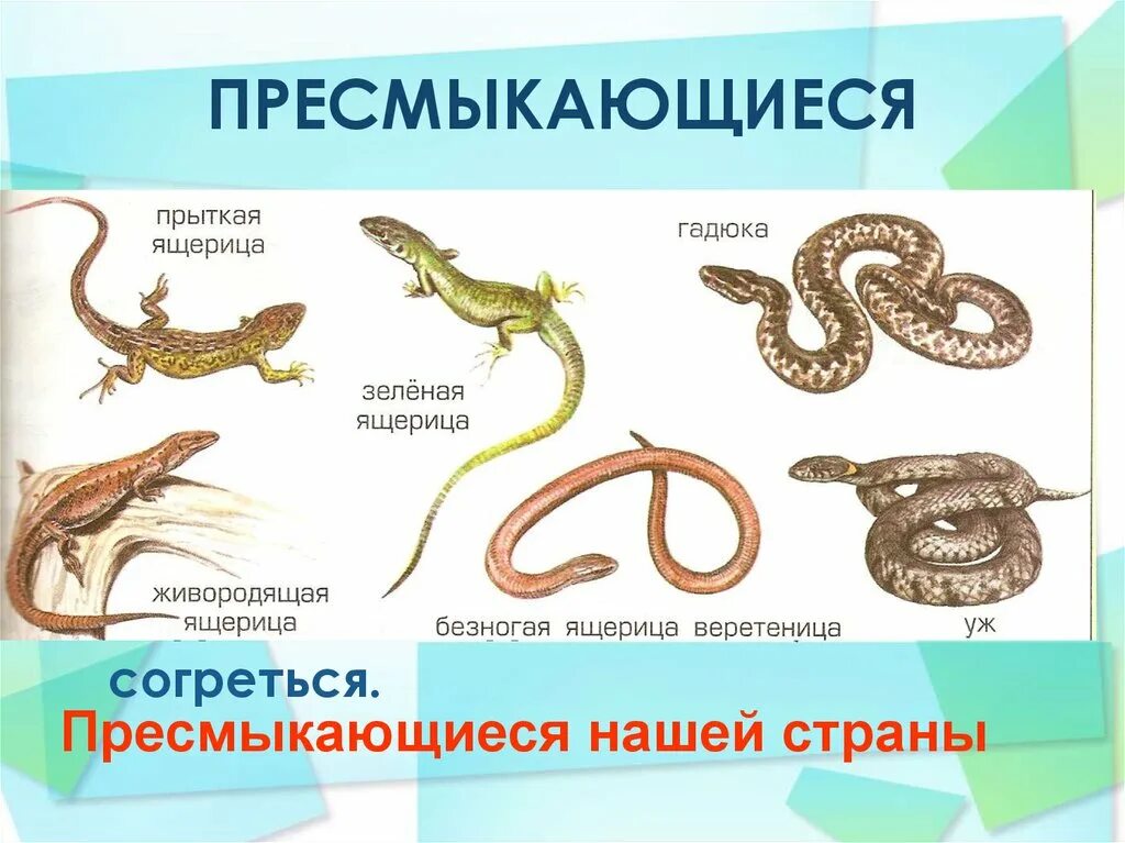 Представители пресмыкающихся животных. Перечислить пресмыкающихся животных. Представители пресмыкающихся. Перечислить пресмыкающихся животных. Земноводные названия.