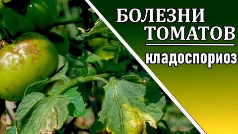 Кладоспориоз на помидорах в теплице как бороться