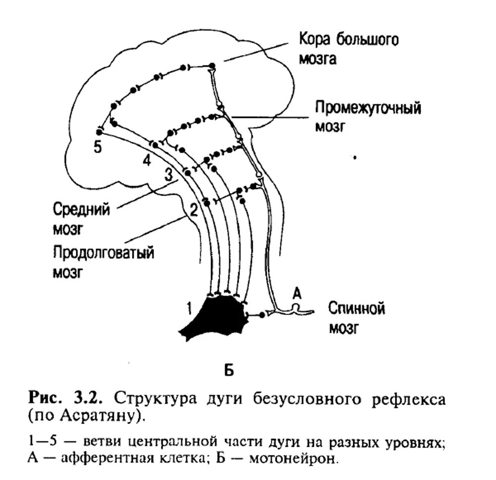 Строение рефлекторной дуги продолговатого мозга. Рефлекторная дуга рефлекса продолговатого мозга. Рефлекторная дуга рефлекса среднего мозга схема. Схема рефлекторной дуги чихания и кашля.