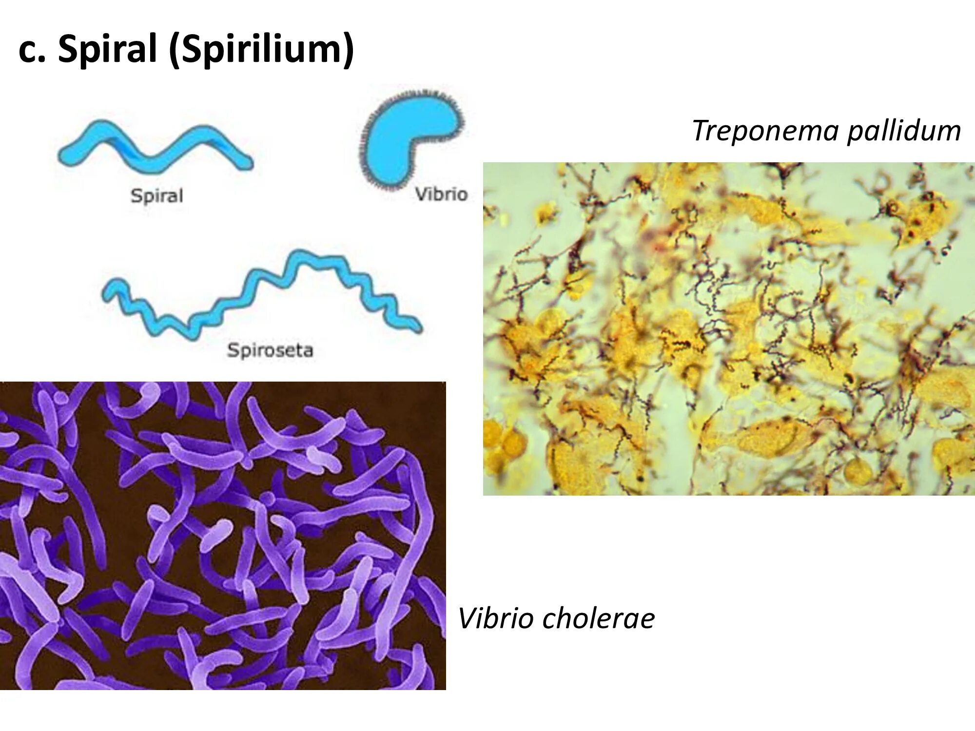 Treponema pallidum igм igg. Трепонемы микробиология. Трепонемы расположение клеток.