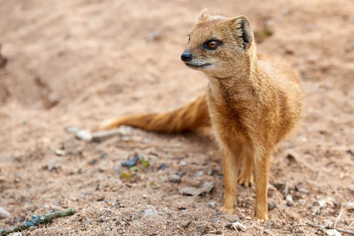 Черноногий мангуст. Кто такой мангуст. Лисицевидный мангуст. Кто такой мангуст. Черноногий мангуст.