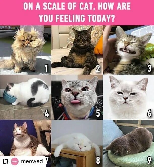 How your s today. Какой ты сегодня кот. how are you feeling today cats. какой вы сегодня кртик. шкала настроения в утятах мем.
