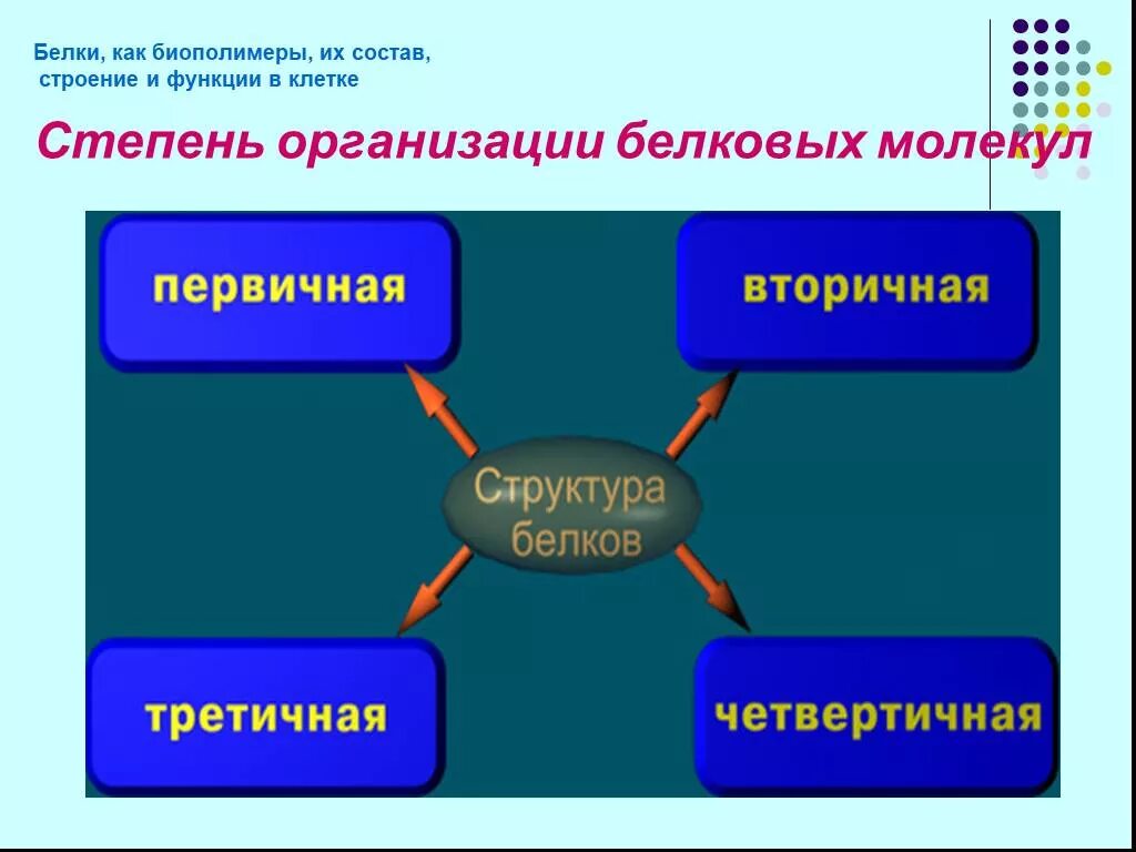 Биополимер строения функции. Белки биополимеры. Белки как биополимеры. Биологические полимеры белки их строение и функции. Строение биополимеров белков.