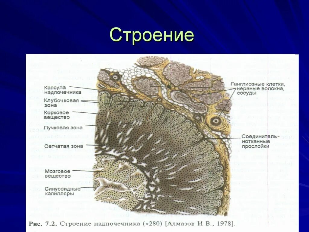 Сетчатая зона надпочечников. Строение капсулы. Мозговое вещество надпочечников. Ганглиозные клетки мозгового вещества надпочечников.