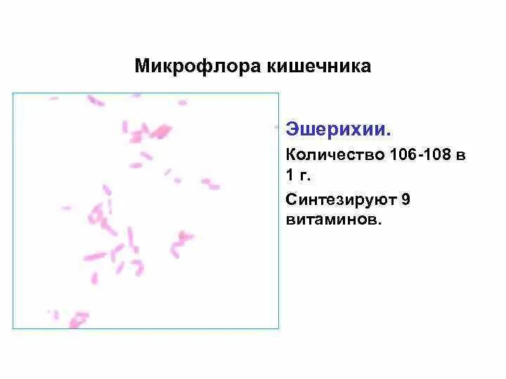 Микрофлора 16. Норма эшерихии коли. эшерихии нормальная микрофлора. эшерихия коли в моче.
