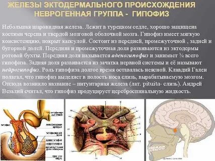 Группы желез