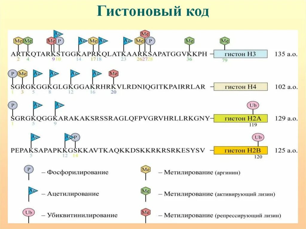 Предположите какая из представленных последовательностей принадлежит гистону. Гистоновый код. Посттрансляционная модификация гистонов. Гистоновый код эпигенетика. Механизм модификации гистонов.