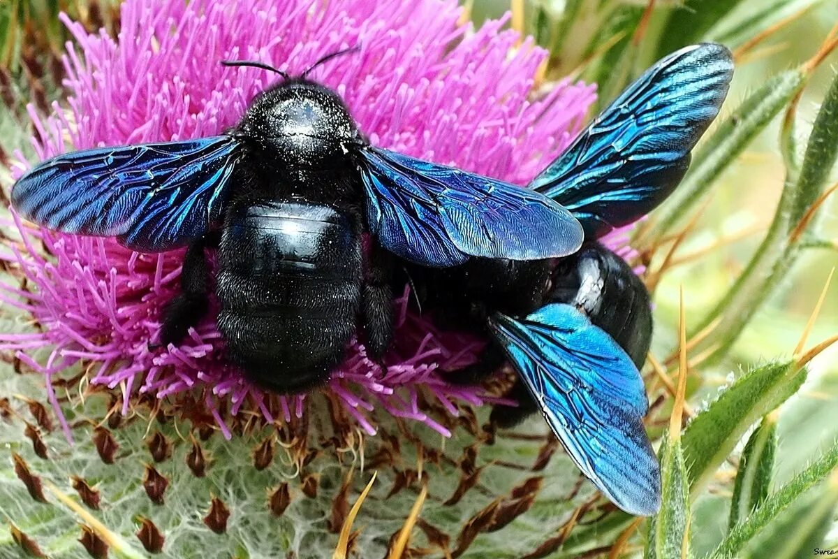 Как называется шмель. Шмель-плотник фиолетовый( xylocopa violacea ). шмель плотник ксилокопа. пчела-плотник xylocopa valga gerstaecker, 1872. пчела-плотник xylocopa valga.