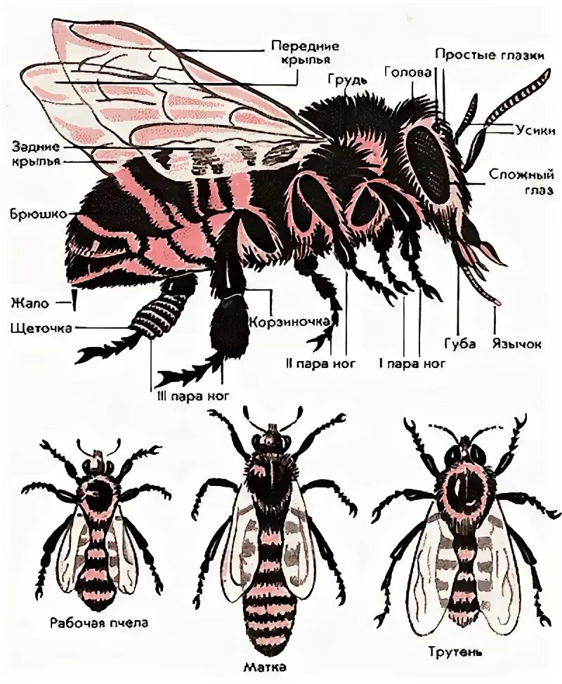 Отделы тела пчелы медоносной. Анатомическое строение пчелы. Внутреннее строение пчелы медоносной. Внешнее строение медоносной пчелы. Анатомия трутня.