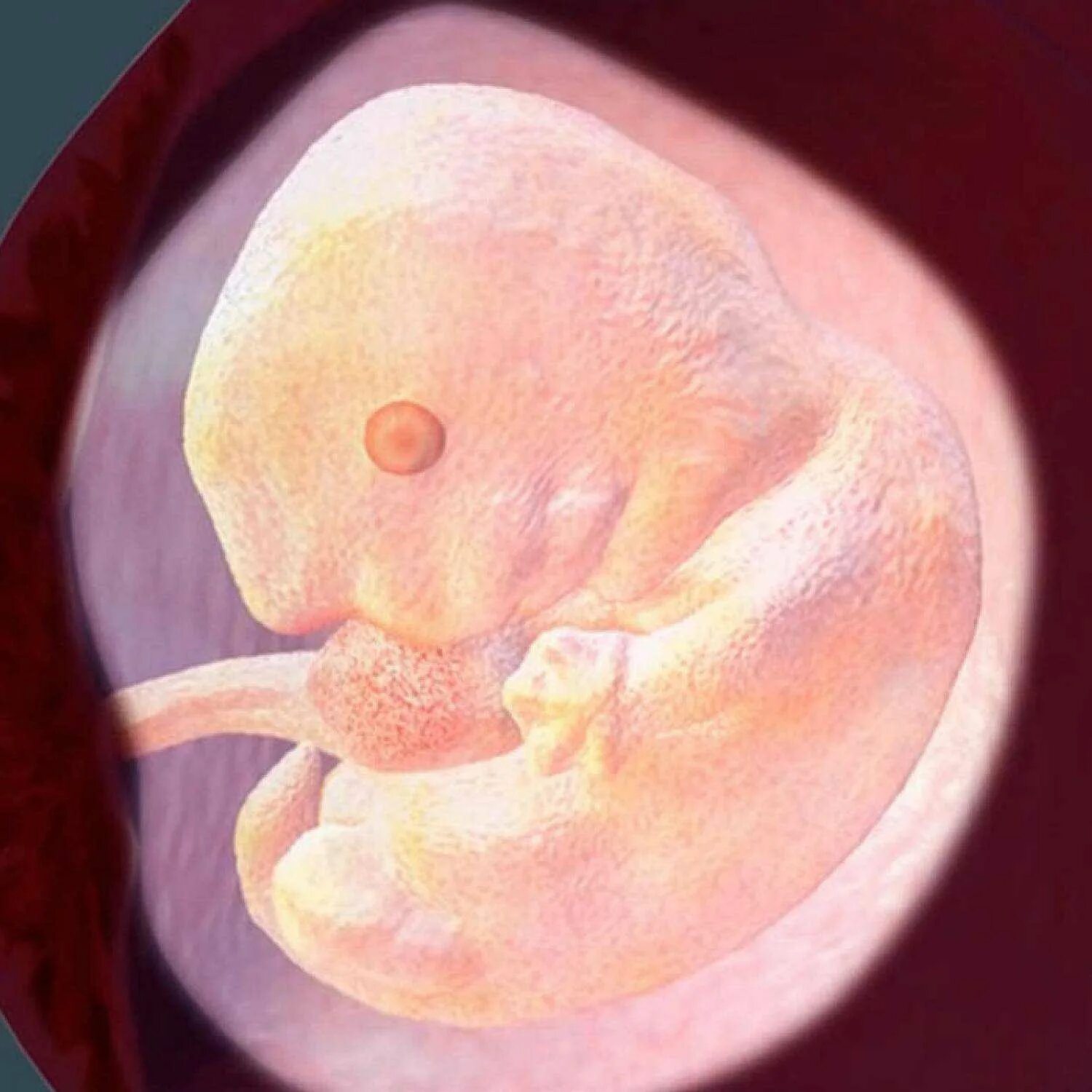 Малыш на 8 акушерской неделе беременности. 8 Недель беременности фото плода. Эмбрион на 8 неделе беременности. Эмбрион на 8 неделе акушерской беременности.