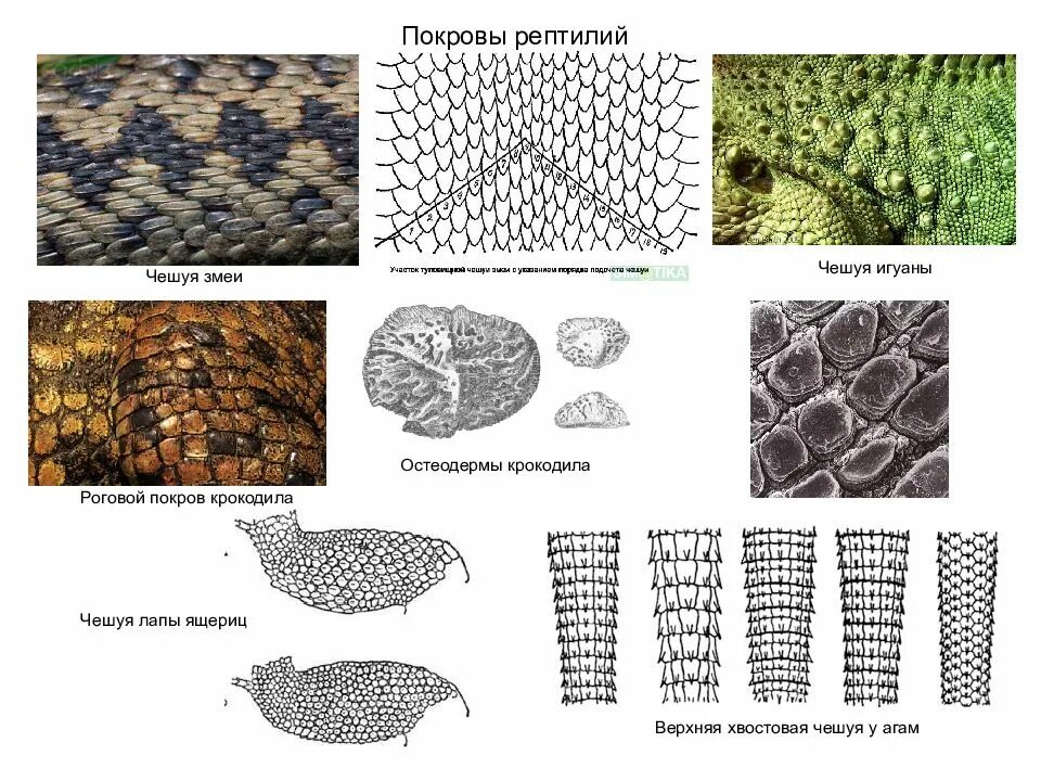 Строение кожных покровов пресмыкающихся. Строение кожных покровов рептилий. Роговая чешуйка строение. Роговые чешуйки у пресмыкающихся. Роговые чешуи у рептилий