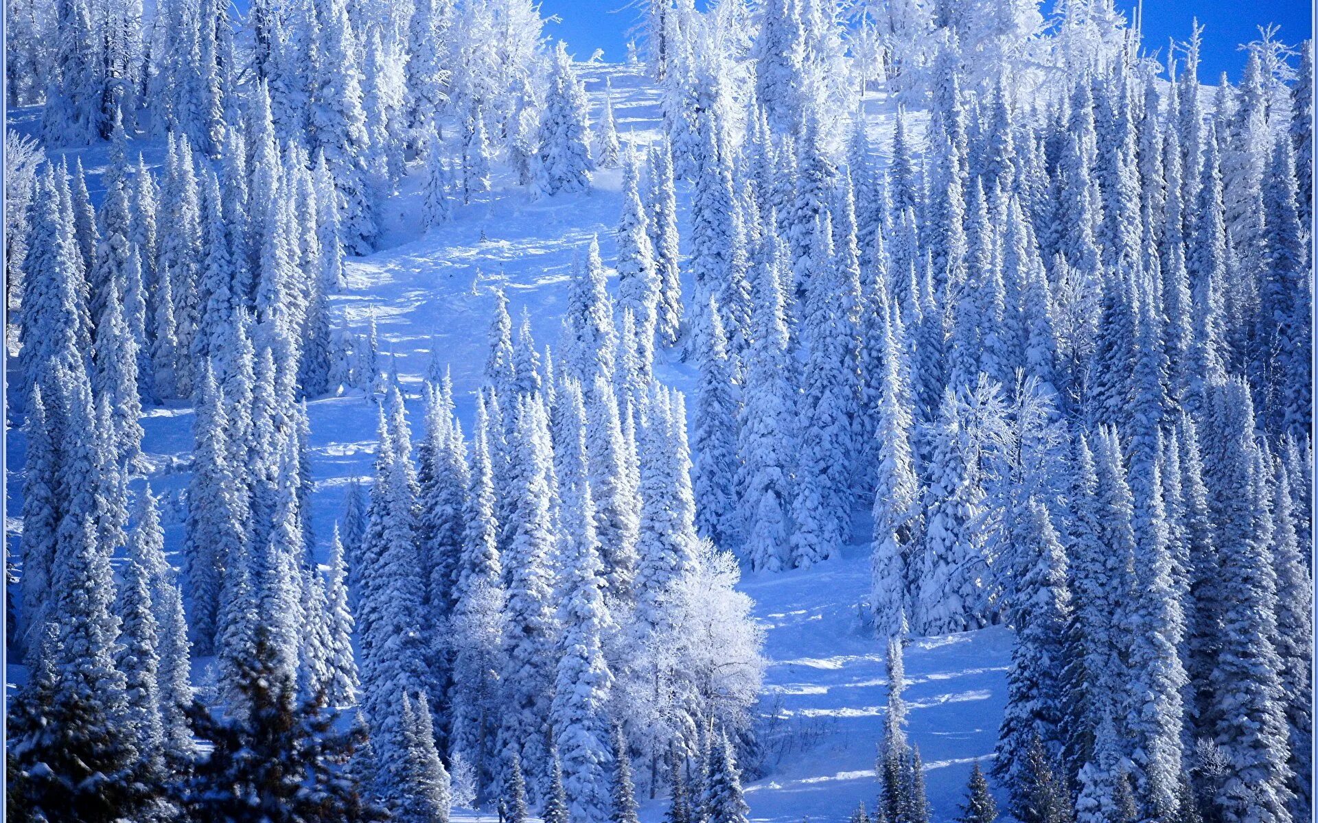 Красивый зимний лес. Зимний лес. Лес в снегу. Красивые снежные леса.