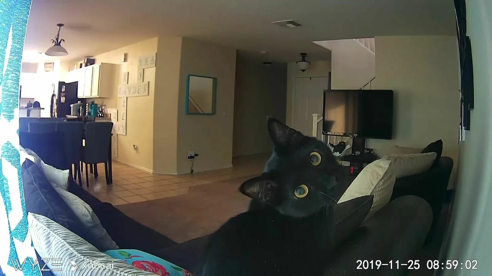 Муж поставил камеру дома. Average House Cat. Видео про пятнистого кота дома с камеры телефона.