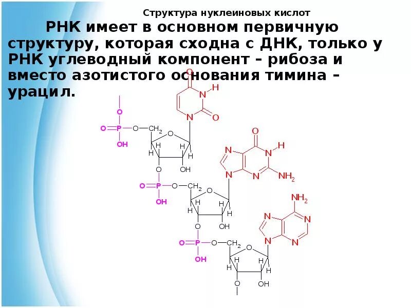 Структура нуклеиновых кислот формула. Фрагмент РНК формула. Формула нуклеотида РНК. Нуклеозиды ДНК формулы.