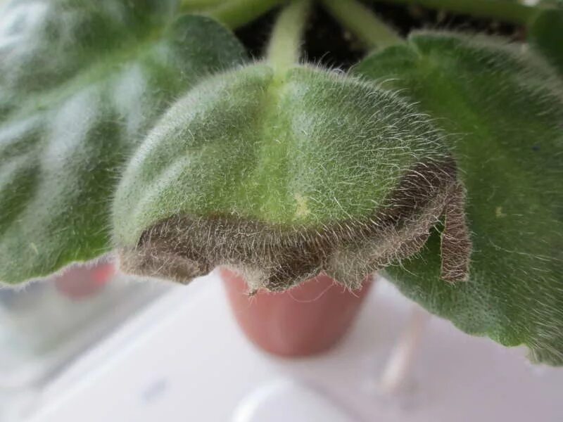 Почему чернеют листочки. Фузариоз спатифиллума. Гоммоз спатифиллума. Бурая пятнистость на спатифиллум. Сажистый грибок сливы.