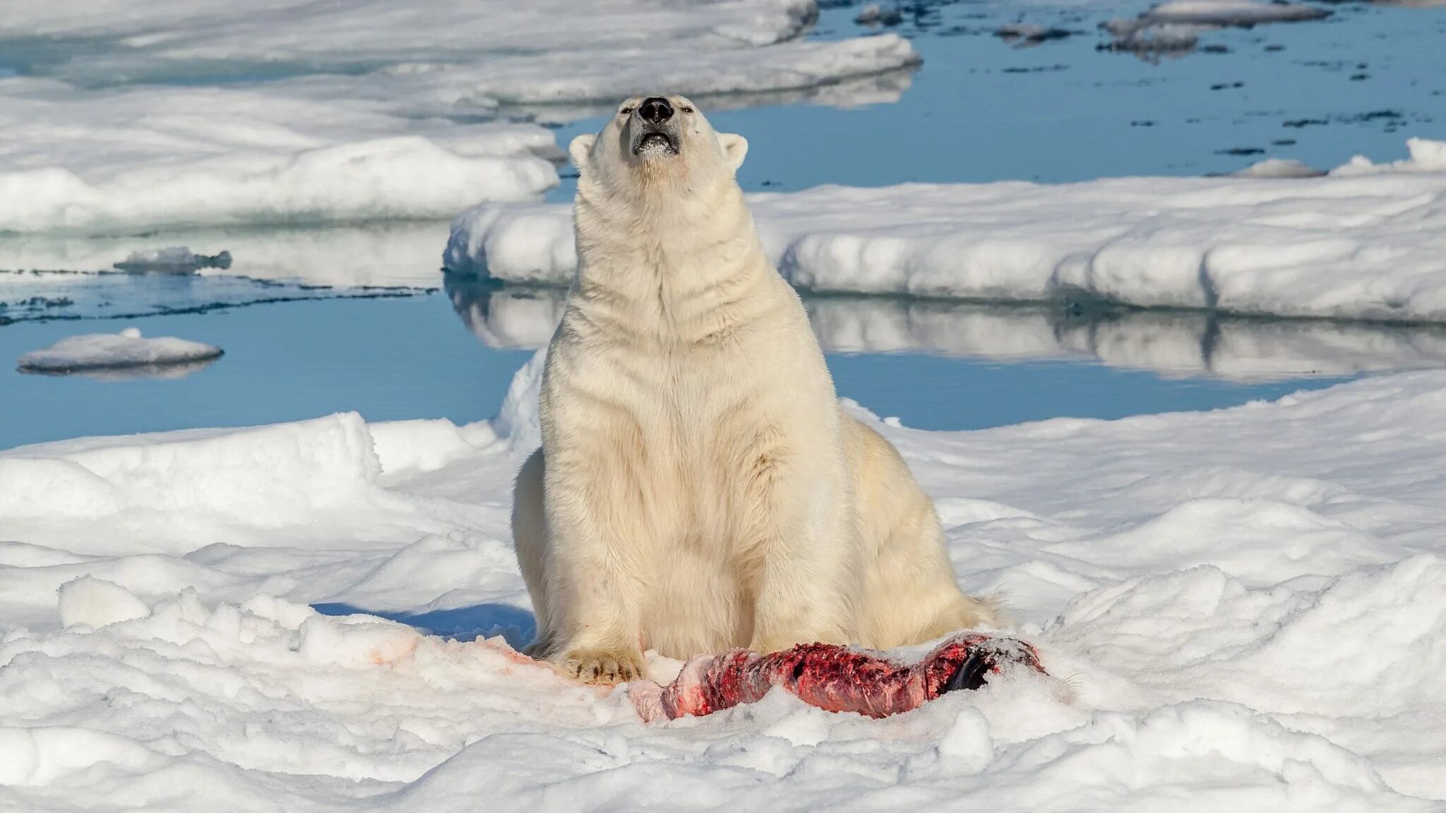 Ice animals. Арктика белый медведь охотится. Белый медведь охотится. Белый медведь охотится на нерпу. Белый медведь охотится на тюленя.