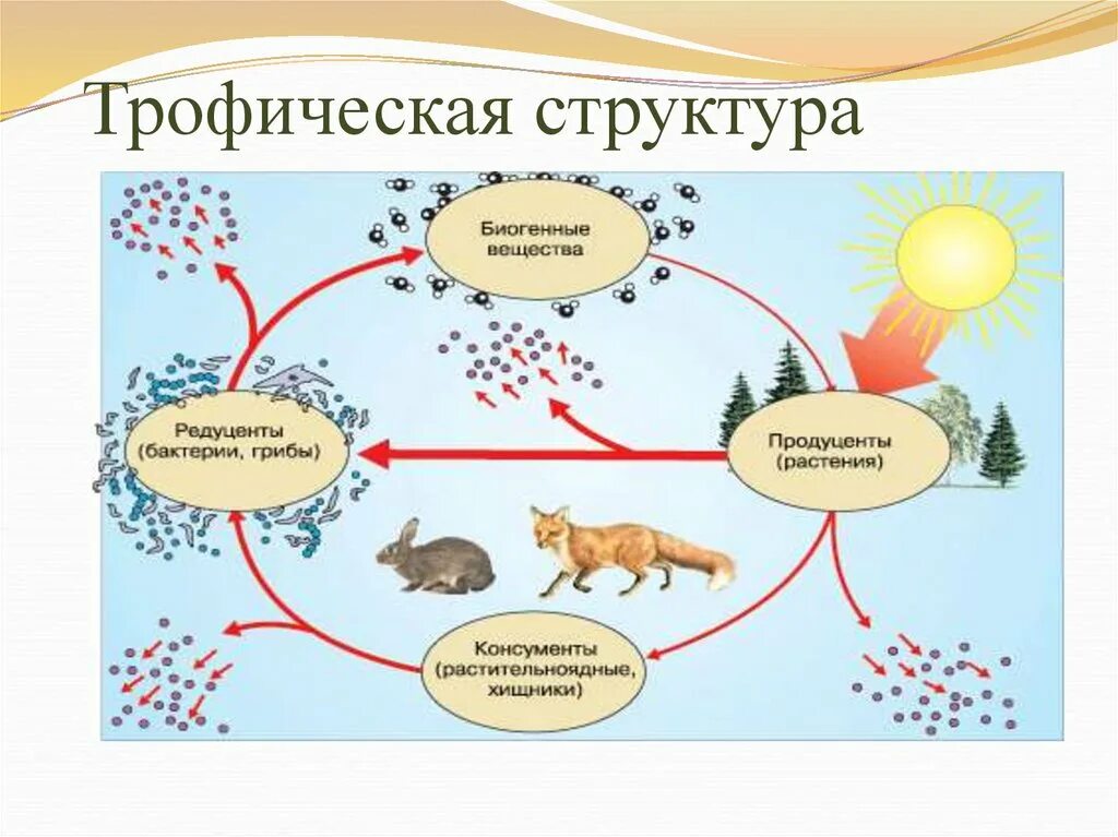 Трофическая структура сообщества. Структура экосистемы трофическая структура. Структура экосистемы схема 9 класс биология. Трофическая структура биоценоза 9 класс. Круговорот энергии в экосистеме.