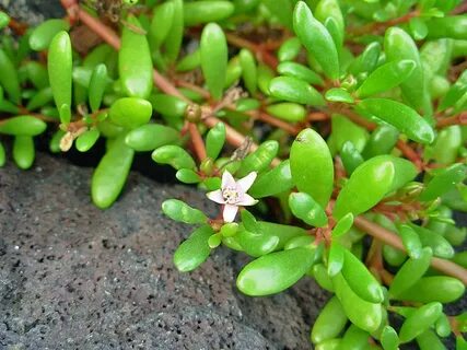 Super plant