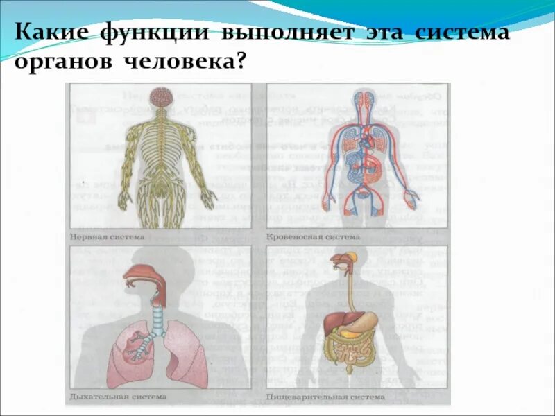 Системы органов. Функции систем органов в организме человека. Систера органов. Человек в системе. Системы органов человека состав и функции