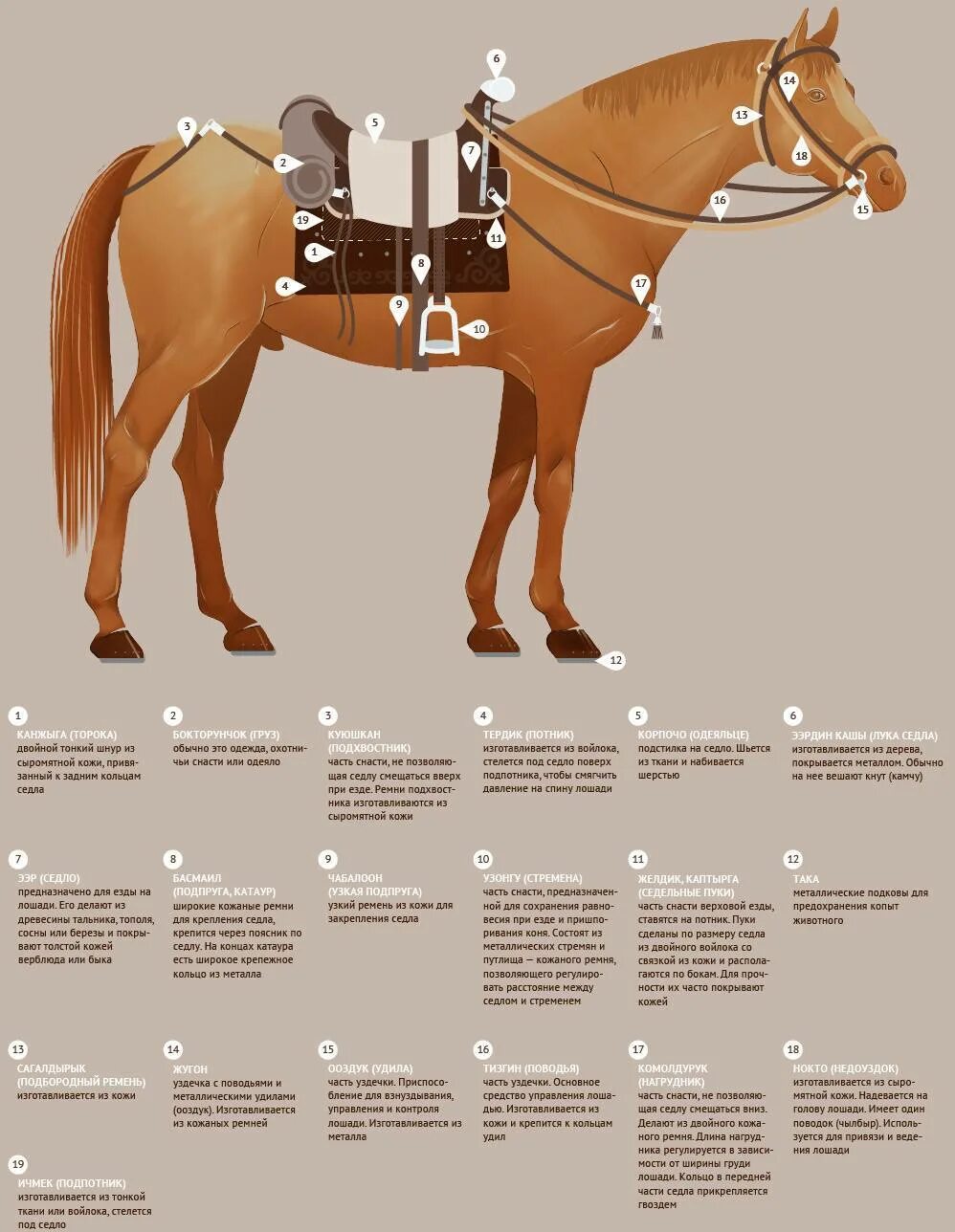 Лошадь вещи название. Названия и Назначение предметов конной амуниции таблица. Амуниция для лошади названия. Как называется экипировка лошади для верховой езды. Строение амуниции для лошади.