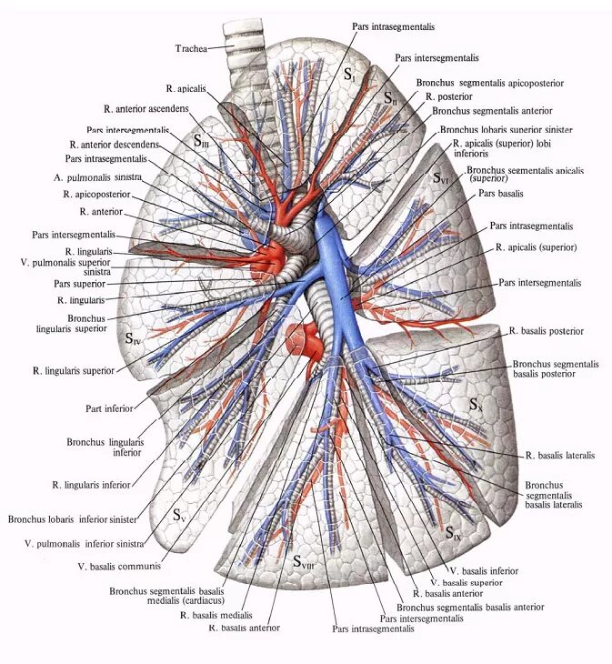 Бронхи на латыни. Бронхолегочные сегменты анатомия. Лёгкие анатомия строение сегменты. Корень лёгкого строение анатомия. Бронхи и легочные артерии.