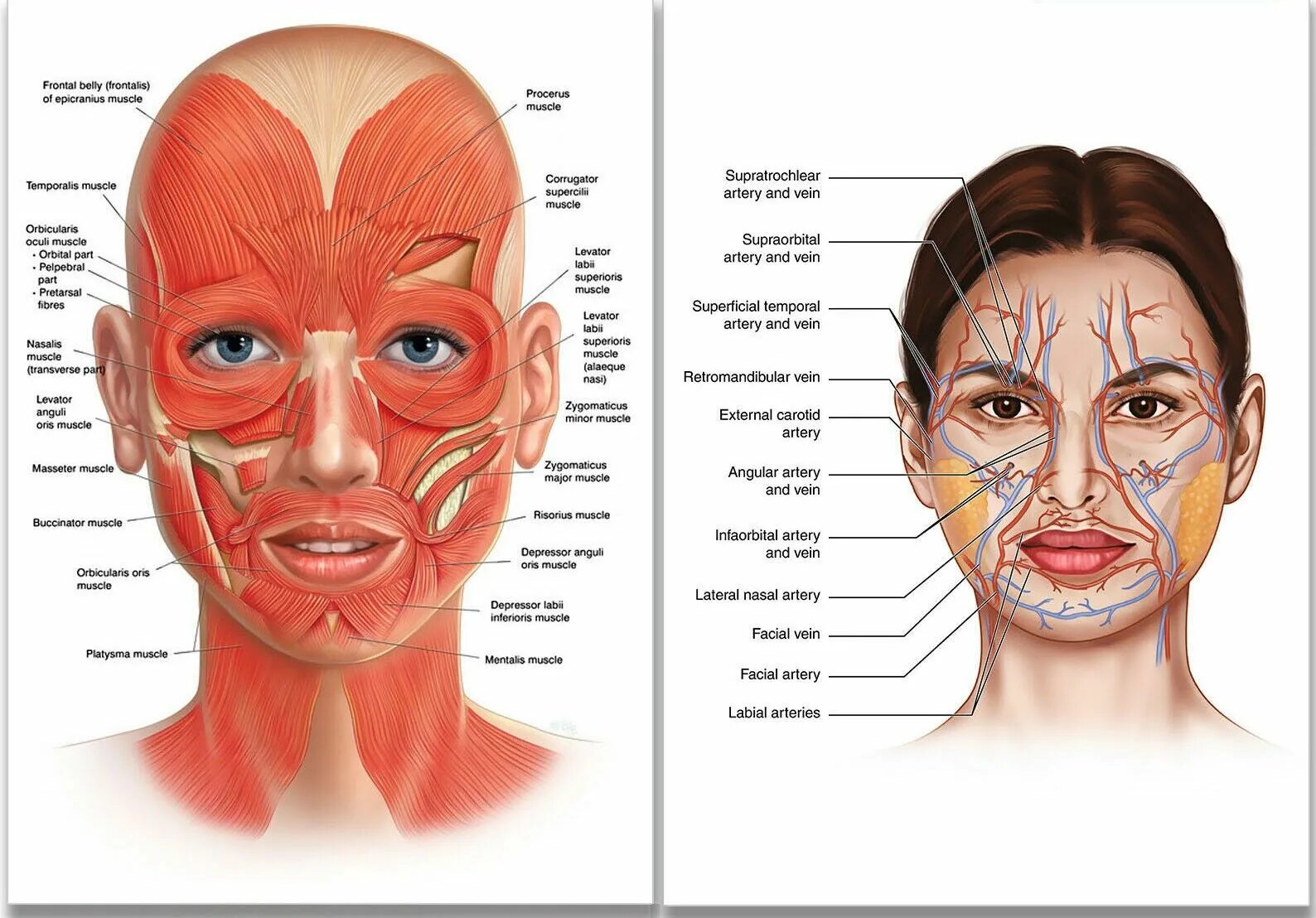 Косметология мышцы. Послойная анатомия лица для косметологов. Мышцы лица. Мышцы лица анатомия. Расположение мышц на лице.