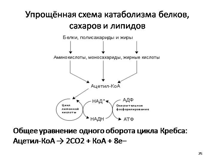 Фазы катаболизма этапы унификации субстратов окисления. Общая схема катаболизма белков, жиров, углеводов. схема катаболизма пищевых веществ. общий путь катаболизма биохимия схема. схема катаболизма основных питательных веществ.